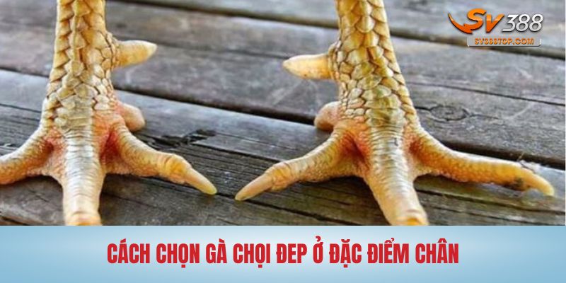 Những cách chọn gà chọn đẹp qua tướng chân