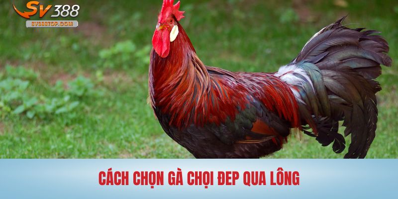 Yếu tố lông cũng là cách chọn gà chọi đẹp