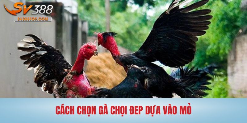 Mỏ là bộ phận anh em nên chú ý khi lựa chọn chiến kê