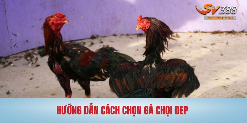 cách chọn gà chọi đẹp