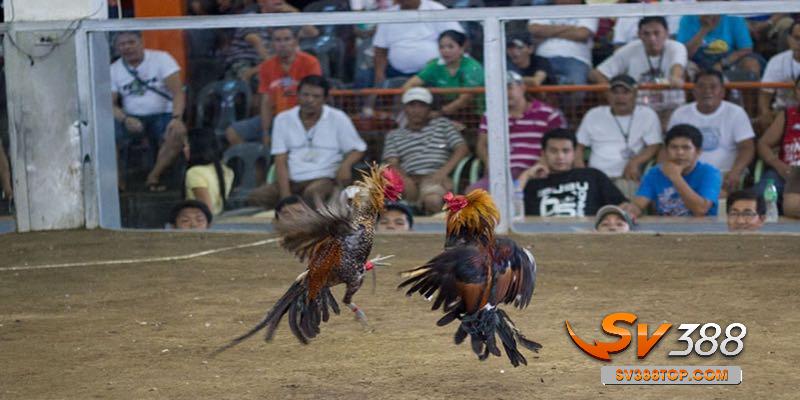 Nguyên tắc chơi đá gà cựa sắc dễ hiểu