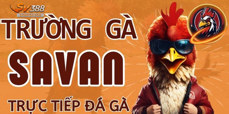 Tìm hiểu đá gà savan là gì