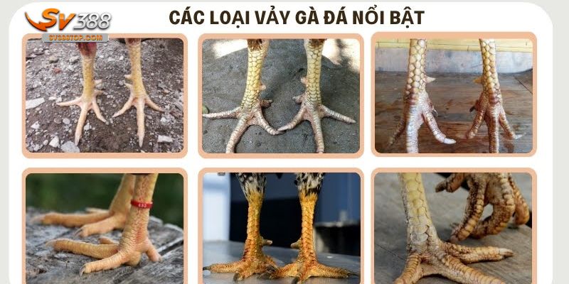 Những loại vảy gà đá hiện nay