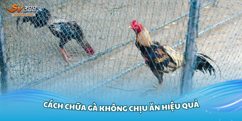 Cách chữa gà không chịu ăn hiệu quả nhất từ chuyên gia