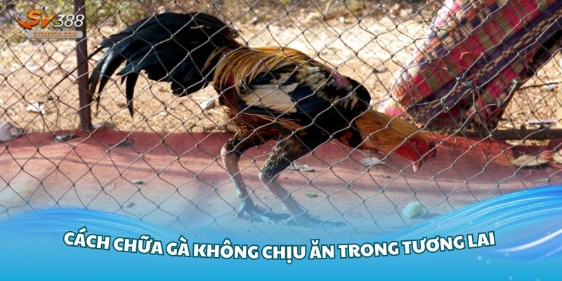 Cách chữa gà không chịu ăn hiệu quả nhất từ chuyên gia