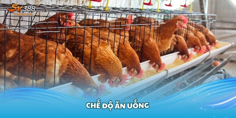 Kỹ thuật nuôi gà nhốt chuồng trong chế độ ăn uống