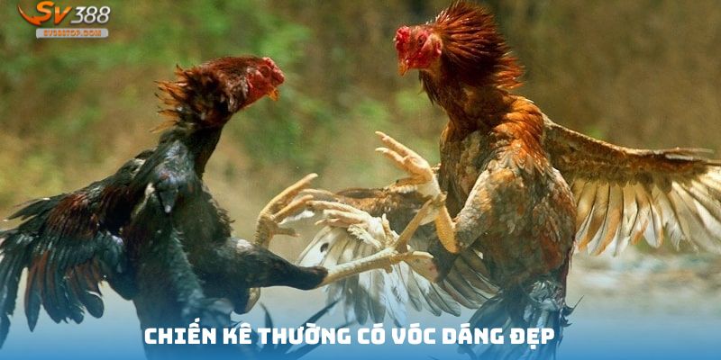 Những kê chọi C1 thường có vóc dáng đẹp đẽ và khỏe mạnh