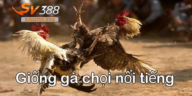 Giống gà chọi nổi tiếng tại Việt Nam