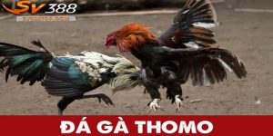 Đá gà đòn thomo