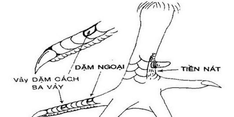 Dặm ngoại, tiền nát là dáng vảy tối kỵ