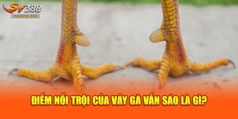 Điểm nổi trội của vảy gà vấn sáo là gì?