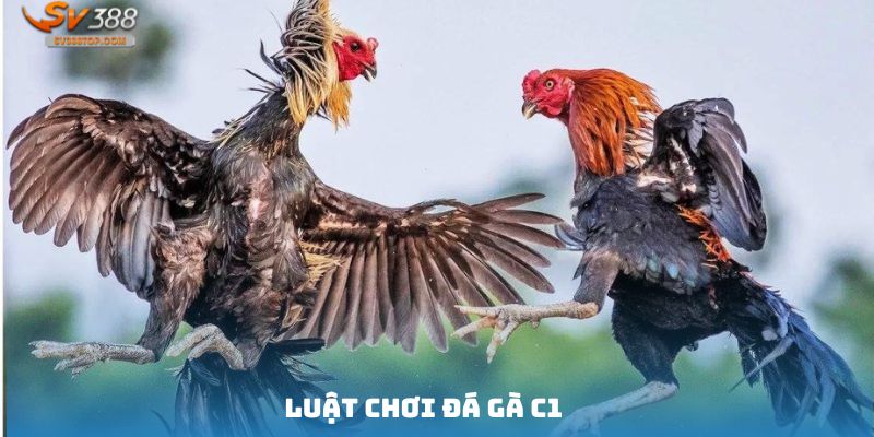 Luật chơi đá gà C1 mà bạn cần phải nắm rõ