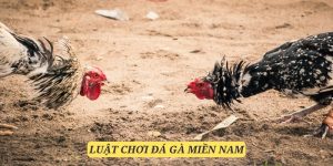 luật đá gà miền Nam