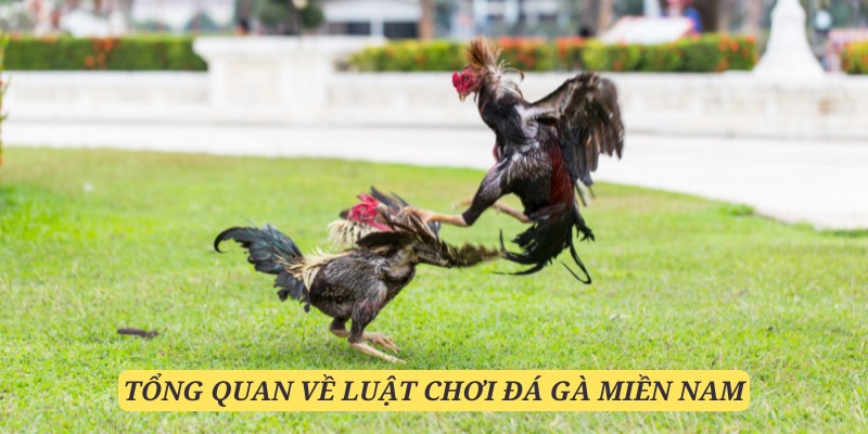 Luật chơi đá gà miền Nam có nhiều điểm khác biệt