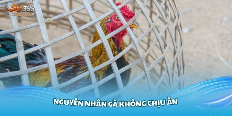 Tìm hiểu về các nguyên nhân gà không chịu ăn