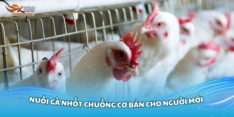 Kỹ thuật nuôi gà nhốt chuồng cơ bản cho người mới