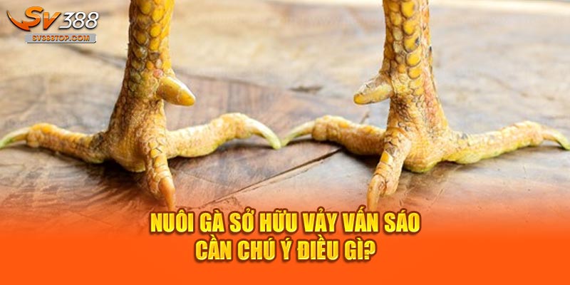 Nuôi gà sở hữu vảy vấn sáo cần chú ý điều gì?