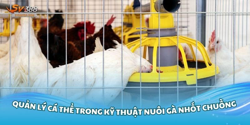 Chú ý đến từng cá thể của chiến kê trong quá trình nuôi gà nhốt chuồng