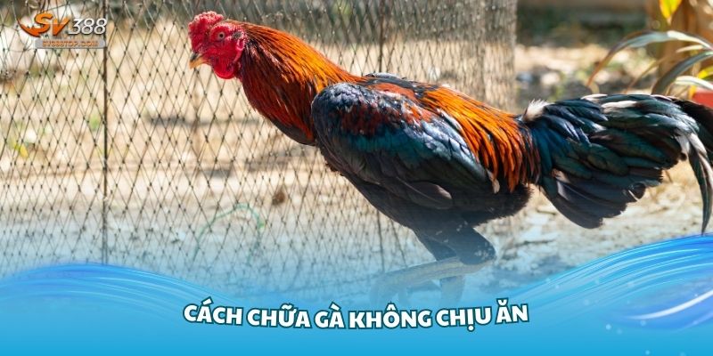 Cách chữa gà không chịu ăn