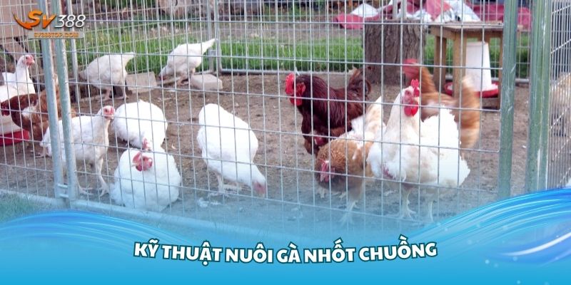 Kỹ thuật nuôi gà nhốt chuồng