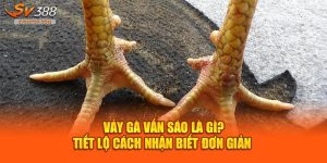 Vảy gà vấn sáo là gì