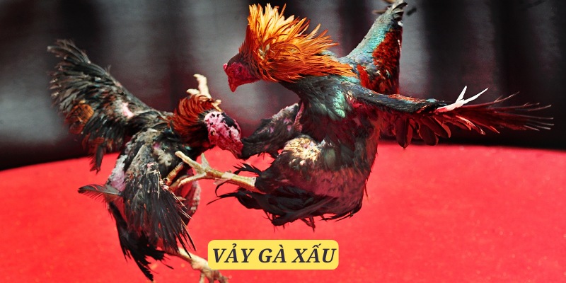 vảy gà xấu