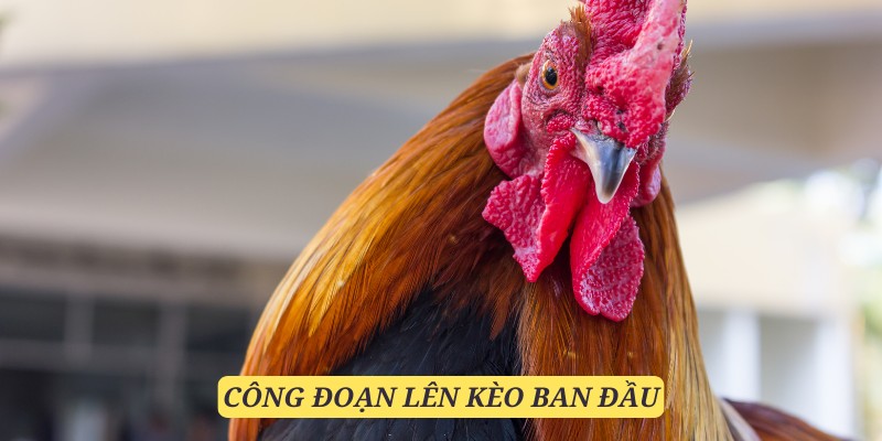 Việc set kèo luôn là một công đoạn quan trọng trong luật đá gà miền Nam