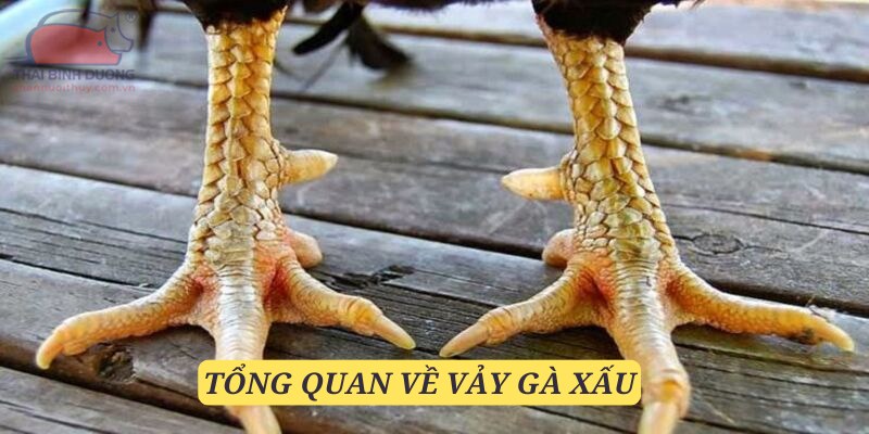 Vảy gà xấu là một vấn đề được sư kê quan tâm đặc biệt