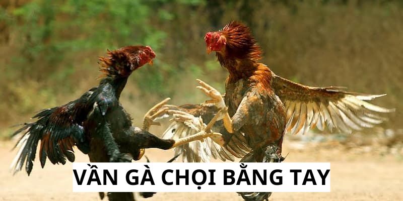 Vần gà chọi SV388 có thể áp dụng theo hàng ngày