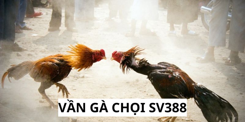 Vần gà chọi SV388