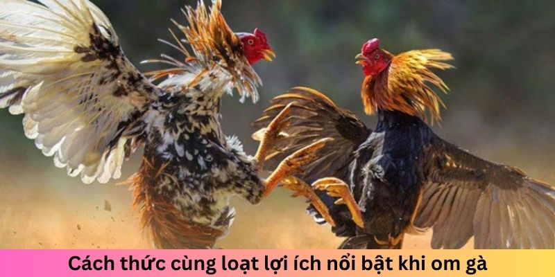 Cách thức cùng loạt lợi ích nổi bật khi om gà