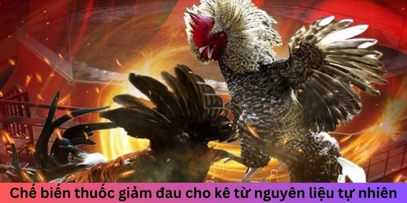 Chế biến thuốc giảm đau cho kê từ nguyên liệu tự nhiên