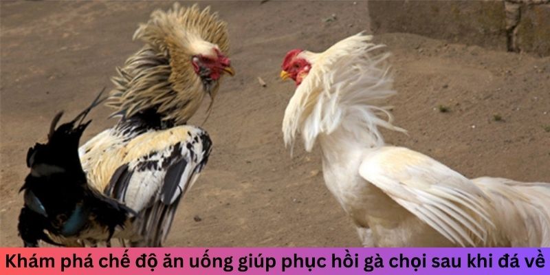 Khám phá chế độ ăn uống giúp phục hồi gà chọi sau khi đá về