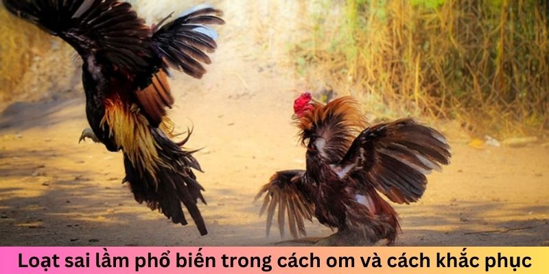 Loạt sai lầm phổ biến trong cách om gà chọi