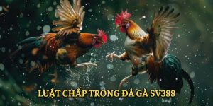 Luật chấp trong đá gà SV388