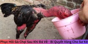 Phục hồi gà chọi sau khi đá về