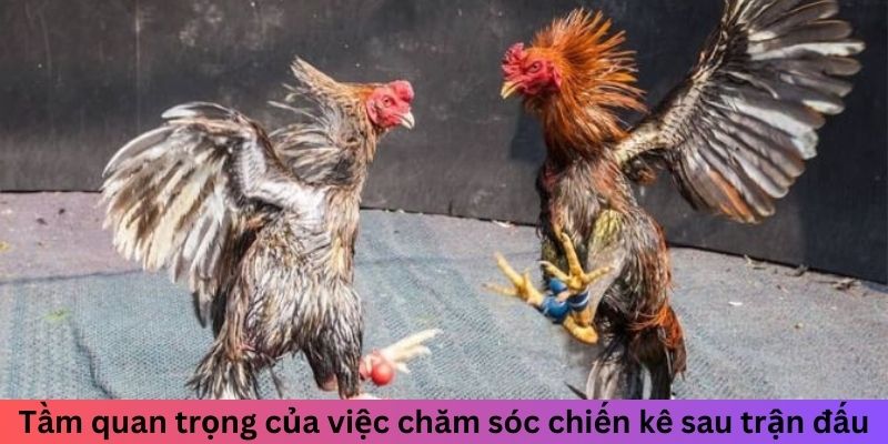 Tầm quan trọng của việc chăm sóc chiến kê sau trận đấu