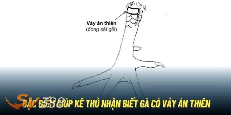 Nếu bạn tìm thấy chiến kê có Vảy Án Thiên thì hãy cược ngay cho chú gà này